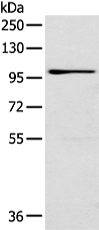 E2F8 Antibody[43312]