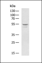 IRG1 Antibody[45116]