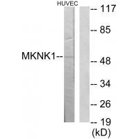 MKNK1 Antibody[34046]