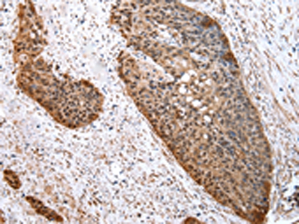 COMT Antibody[43047]