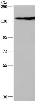 NEFM Antibody[37760]