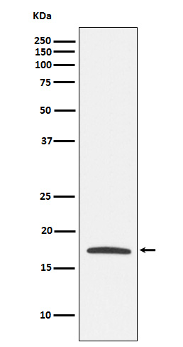 Claudin 4 Rabbit mAb[56285]