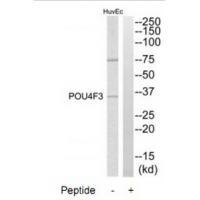 POU4F3 Antibody[34303]