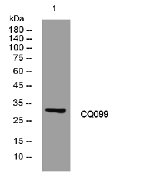 CQ099 rabbit pAb[48962]