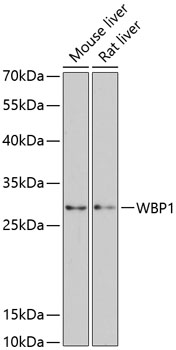WBP1 Rabbit Polyclonal Antibod