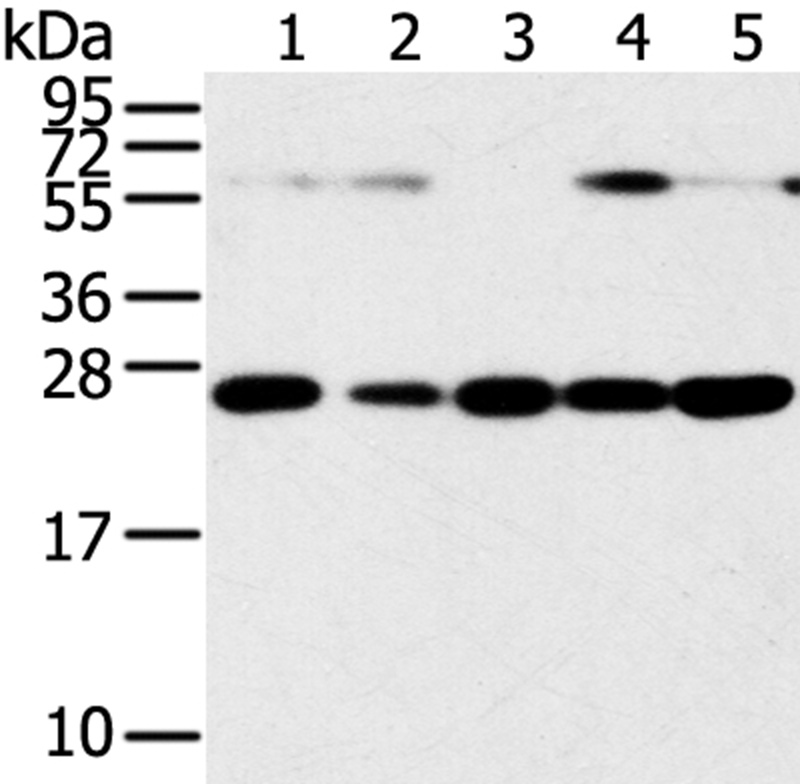 SNAP23 Antibody[40111]