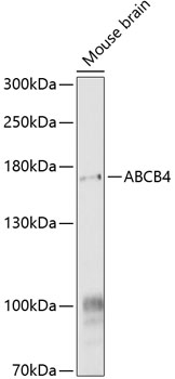 ABCB4 Rabbit Polyclonal Antibo
