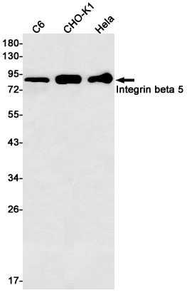Integrin beta 5 Rabbit mAb[523