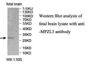 MPZL3 Antibody[39995]