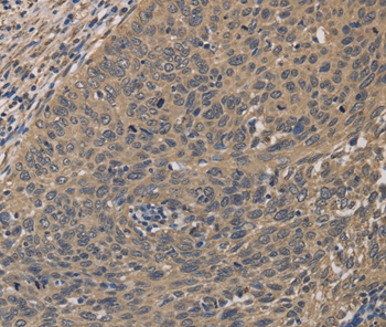 HSF1 Antibody[35770]
