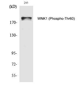 WNK1 (Phospho-Thr60) Polyclona