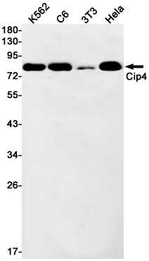 CIP4 Rabbit mAb[52221]