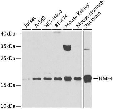 NME4 Rabbit Polyclonal Antibod