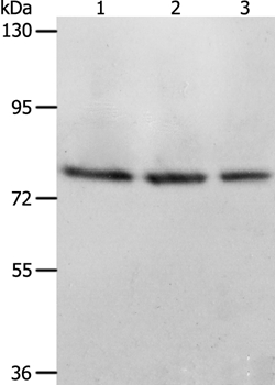 ACOX1 Antibody[36021]