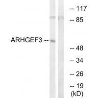 ARHGEF3 Antibody[34995]