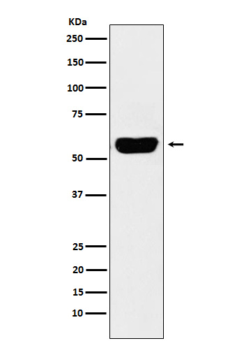 Salivary alpha amylase Rabbit 