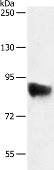 SEMA3G Antibody[35912]