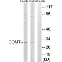 COMT Antibody[34554]