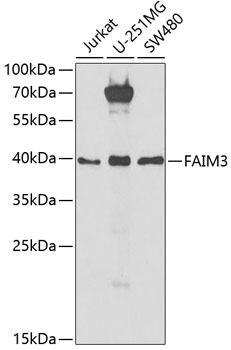 FAIM3 antibody[38823]