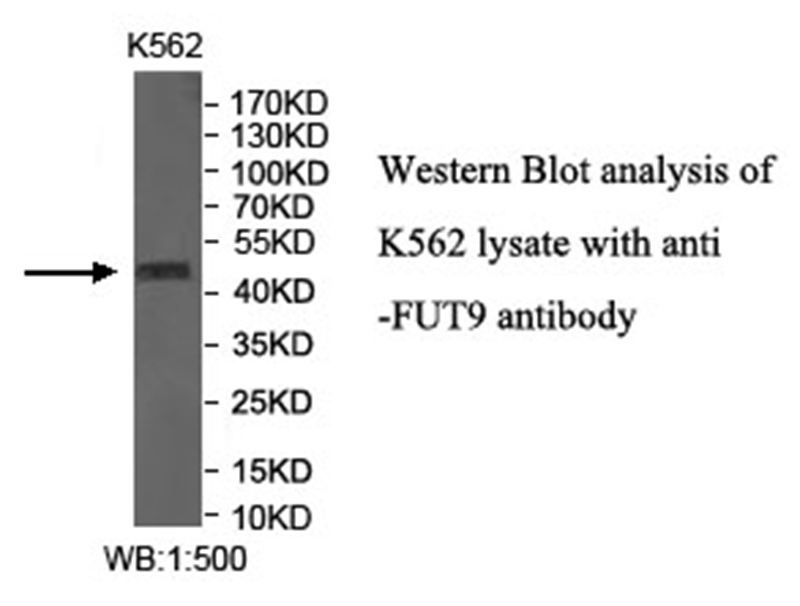 FUT9 Antibody[40032]
