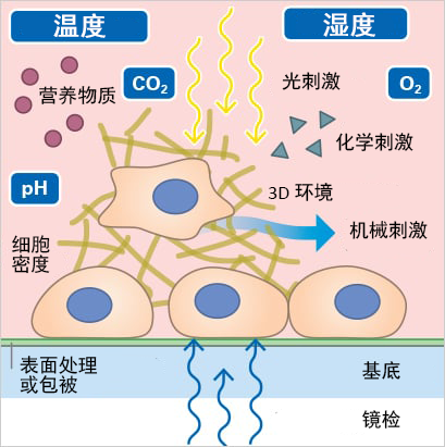 定格癌魔一举一动：从肿瘤微环境到显微视域