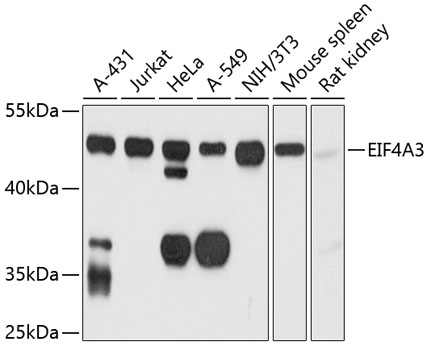 EIF4A3 Rabbit Polyclonal Antib