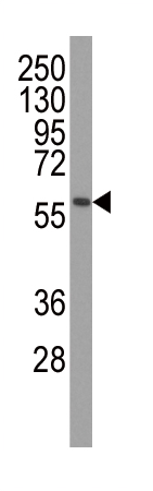 PINK1 Mouse Monoclonal Antibo