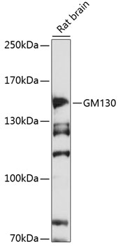 GM130 Rabbit Polyclonal Antibo