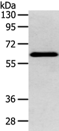 DHCR24 Antibody[42747]