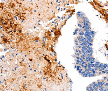 CCNC Antibody[35702]