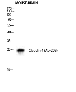 Claudin-4 Polyclonal Antibody[