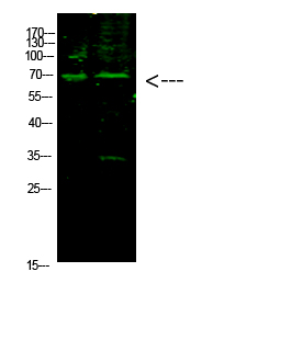 E2F-1 (Acetyl-K117) Polyclonal