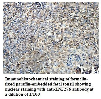 ZNF276 Antibody[39884]