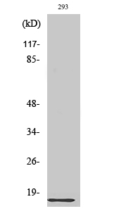 Ribosomal Protein L35 Polyclon
