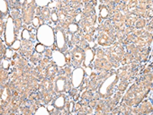 DPH7 Antibody[42855]