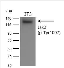 Jak2 (phospho-Tyr1008)  rabbit