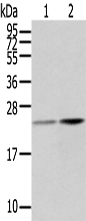 RBP4 Antibody[42730]