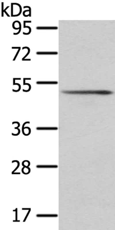 SRP54 Antibody[40106]