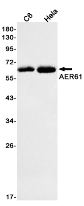 AER61 Rabbit mAb[52126]