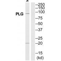 PLG Antibody[35329]