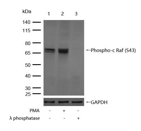 Raf1 (Phospho-Ser43) Rabbit mA