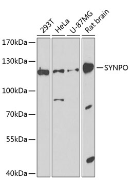 SYNPO Rabbit Polyclonal Antibo