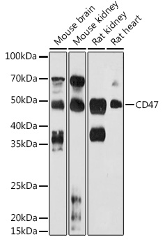 CD47 Rabbit Polyclonal Antibod