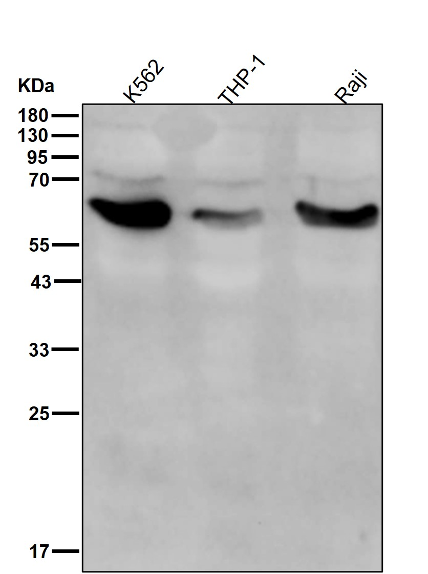 Asparagine Synthetase Rabbit m