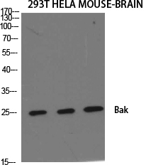 Bak Polyclonal Antibody[40633]