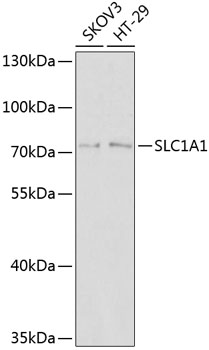 SLC1A1 Rabbit Polyclonal Antib