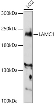 LAMC1 Rabbit Polyclonal Antibo