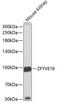 ZFYVE16 Rabbit Polyclonal Anti