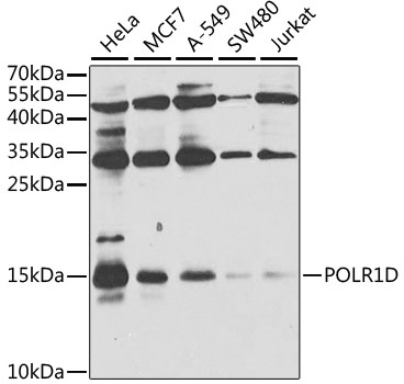 POLR1D Rabbit Polyclonal Antib