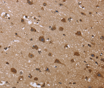 GADD45B Antibody[36492]